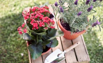 magaságyás tervezés kert